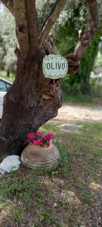 דירות Olivo Nydri מראה חיצוני תמונה